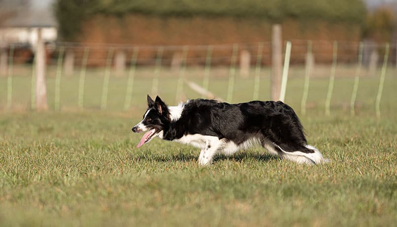 Border Collie beim Hüten