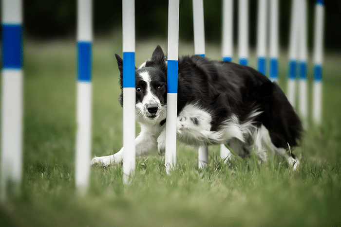 Border Collie beim Agility