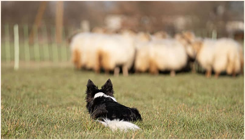 Border Collie mit Schafherde