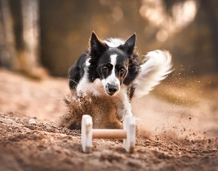 Border Collie beim Apportieren