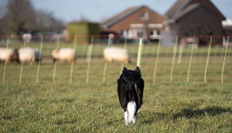 Border Collie Hündin Yuri an den Schafen