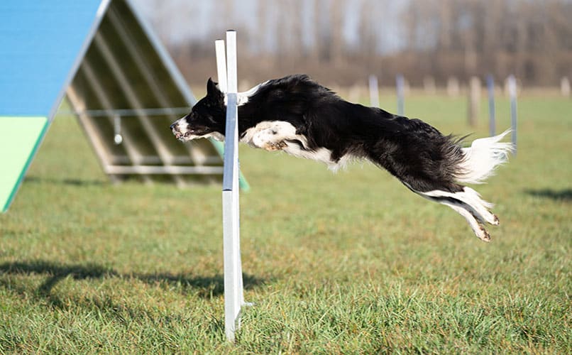 Border Collie Hündin Yuri beim Agility