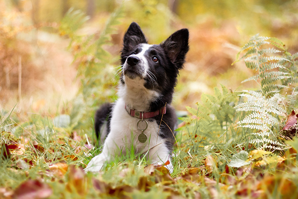 Border Collie Welpe im Laub