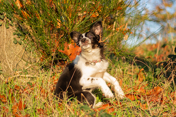 Border Collie Welpe hat Spass beim Fotoshooting